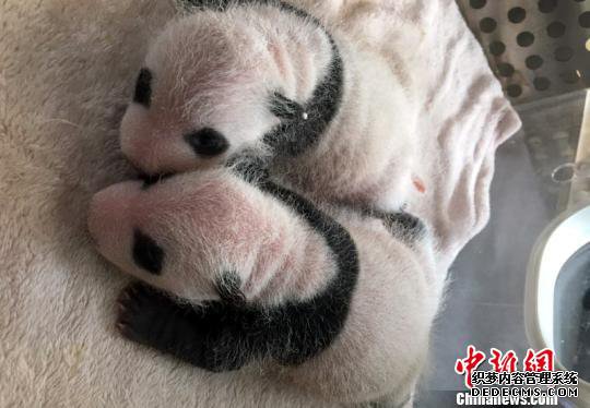 2017年全球首对圈养大熊猫双胞胎在成都诞生(图)